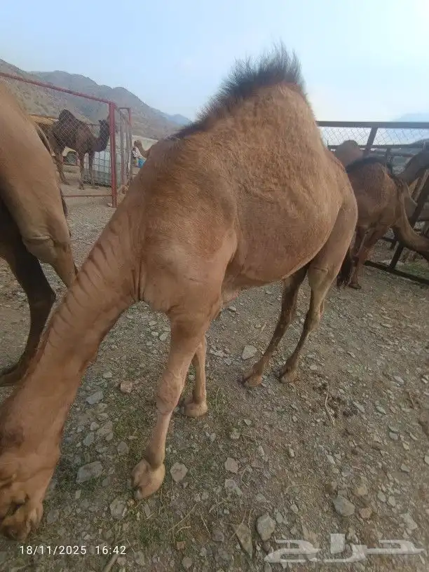 حشوان للبيع العدد3 0