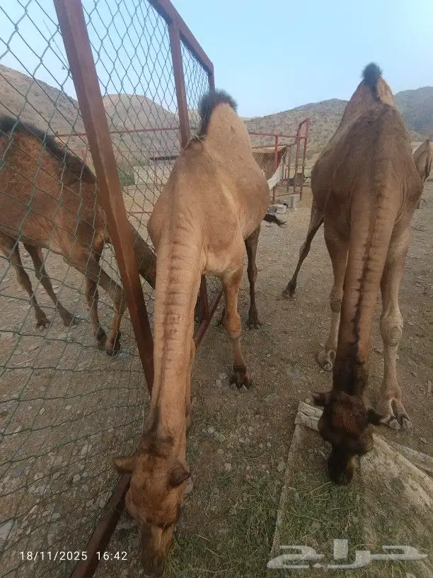 حشوان للبيع العدد3 3