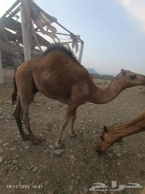 حشوان للبيع العدد3 2