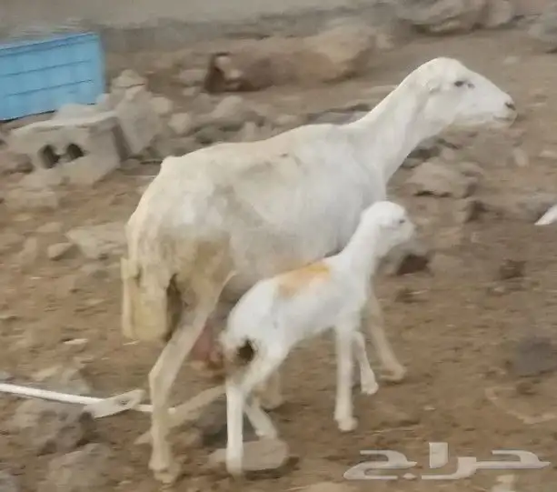 للبيع نعجتين رفيديات مناتيج 2