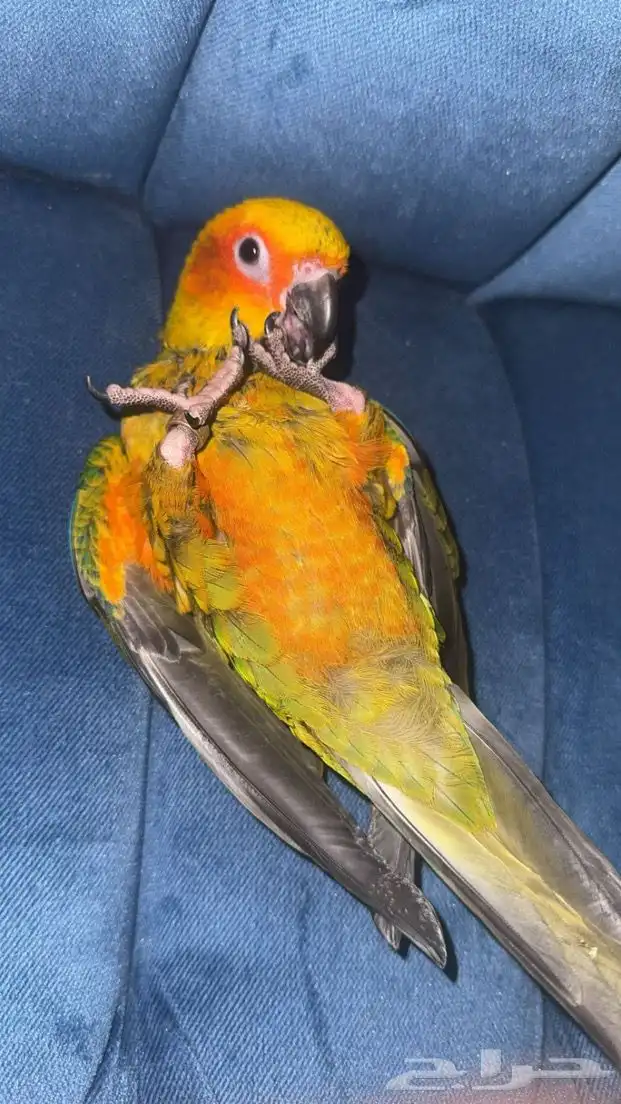 صن كنيور للبيع 0