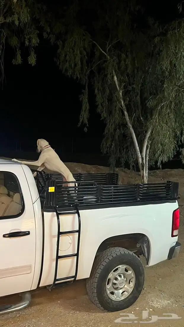 سلقه للبدل 1