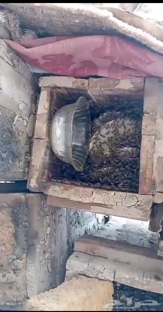 نحل بلدي خليا مربع العدد 40 نحلل ممتاز مليان ريش جاهز لسدر 0