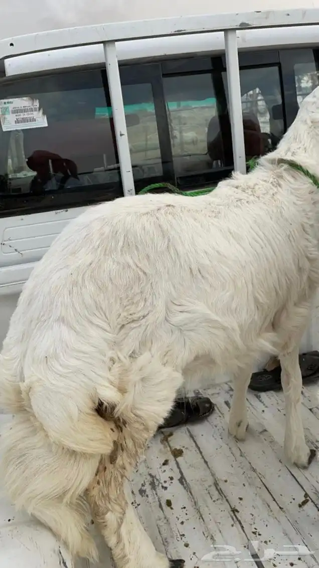 ذبايح ثلاجه 1