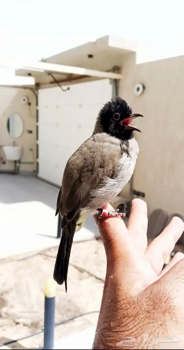 بلبول سوري هدد واليف يفرش ويضرب تحيه 4