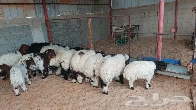 للبيع هرفي نعيم العدد 22 خروف صافي اعمارهن 3 شهور 0