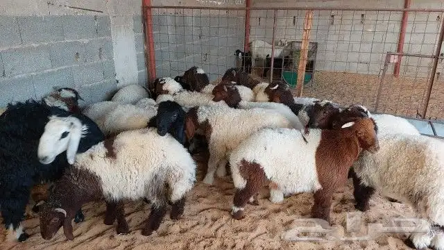للبيع هرفي نعيم العدد 22 خروف صافي اعمارهن 3 شهور 2