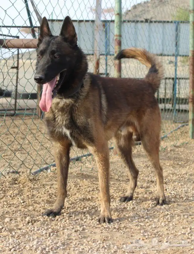 اقوى جراوي مالينو بيور 1