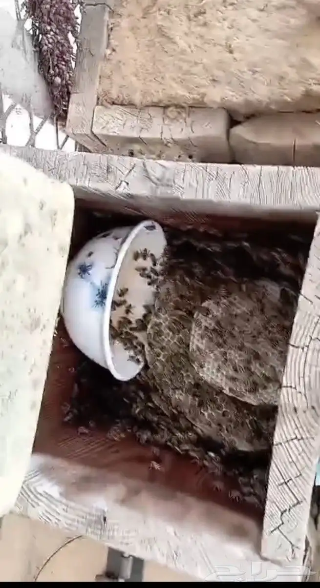 نحل بلدي خليا مربع العدد 40 نحلل ممتاز مليان ريش جاهز لسدر 3