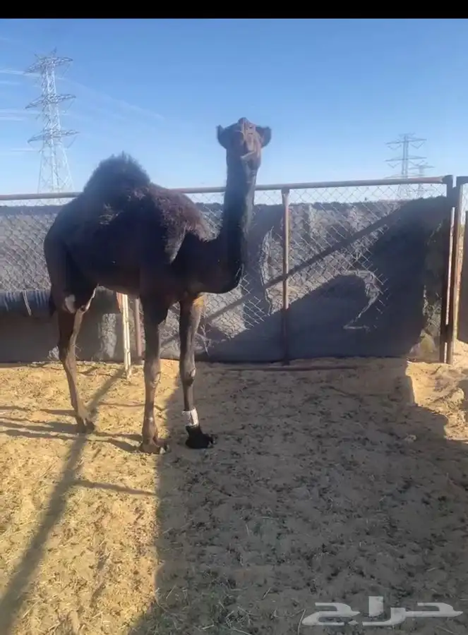 بكره حقه مقنوي طيبه جدا ابيها سهاج القحطاني 3