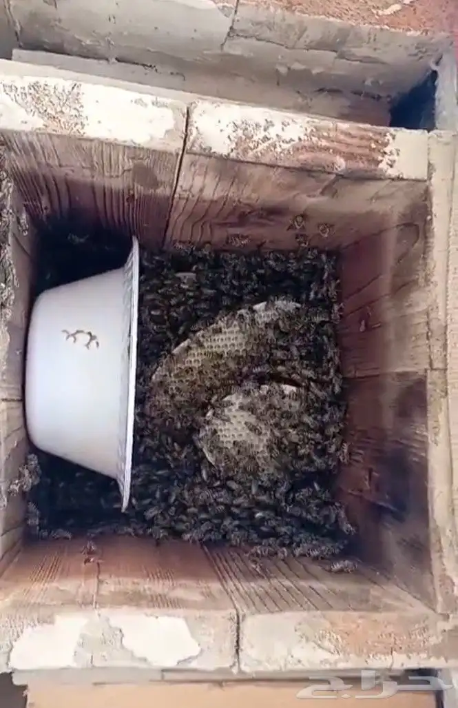 نحل بلدي خليا مربع العدد 40 نحلل ممتاز مليان ريش جاهز لسدر 7