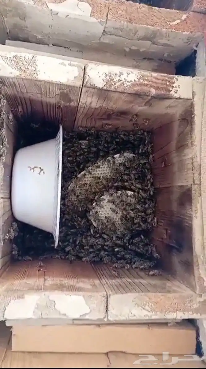 نحل بلدي خليا مربع العدد 40 نحلل ممتاز مليان ريش جاهز لسدر 4