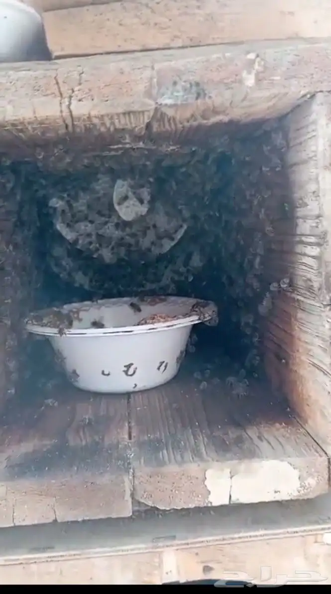 نحل بلدي خليا مربع العدد 40 نحلل ممتاز مليان ريش جاهز لسدر 2