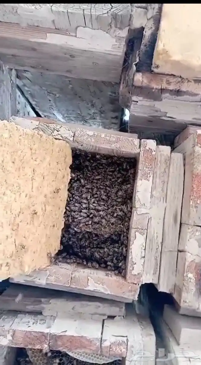 نحل بلدي خليا مربع العدد 40 نحلل ممتاز مليان ريش جاهز لسدر 1