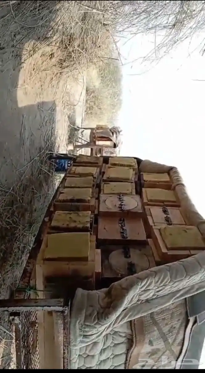 نحل بلدي خليا مربع العدد 40 نحلل ممتاز مليان ريش جاهز لسدر 8