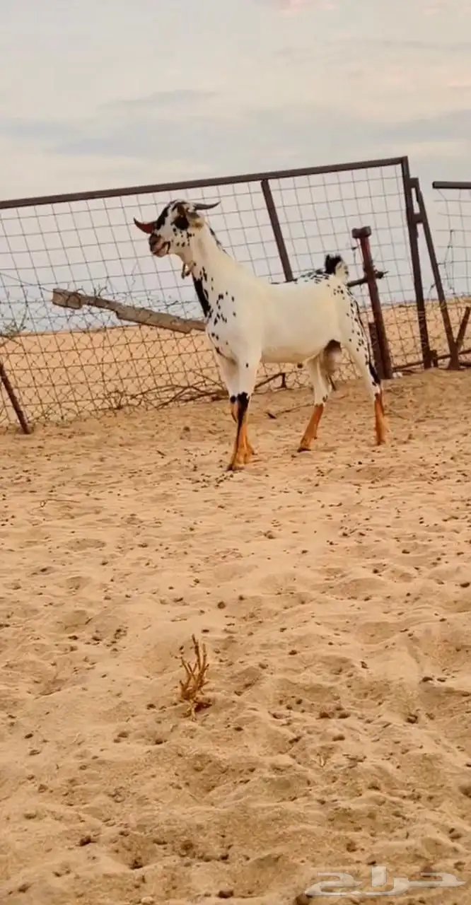 مشروع فحل بيشي صنف الصنف 0