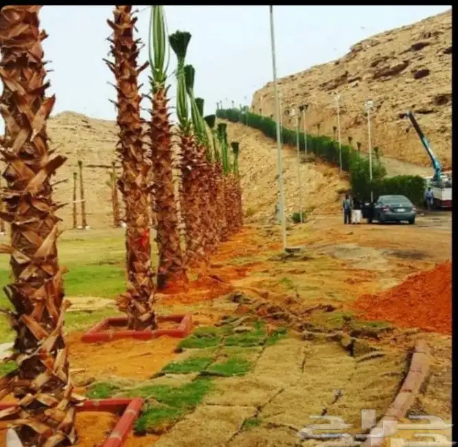 نخل واشنطني زينه نخل واشنطونيا ملكي ابو مروحه نخل مثمر نقايل 7