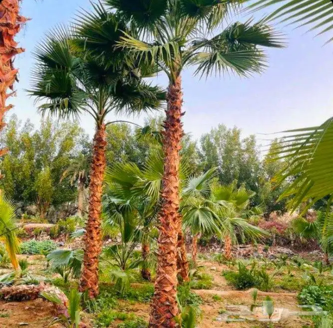 نخل واشنطني زينه نخل واشنطونيا ملكي ابو مروحه نخل مثمر نقايل 6