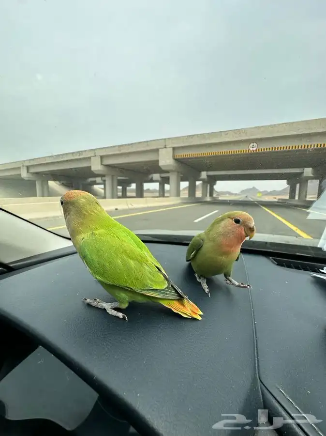 طير روز مفقود في حي النفل بجوار مسجد ام عبدالعزيز البرجس 0