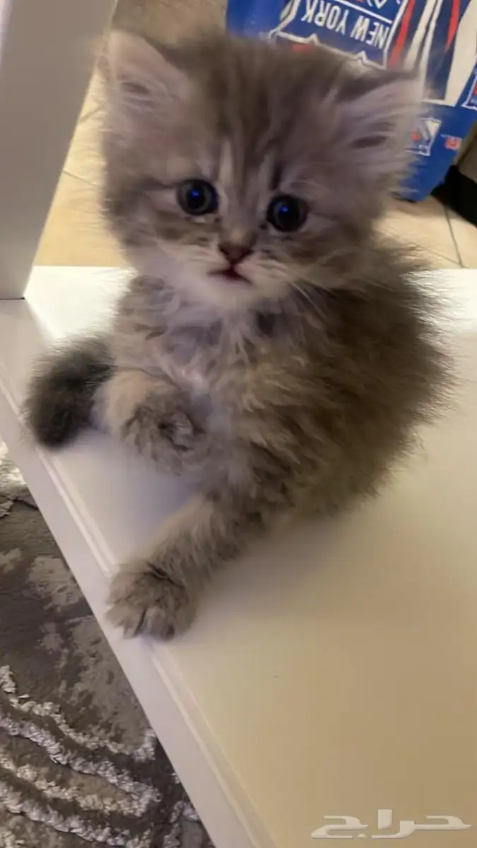 ابغى قططوه للتبني تكون اثنى و صغييره 0