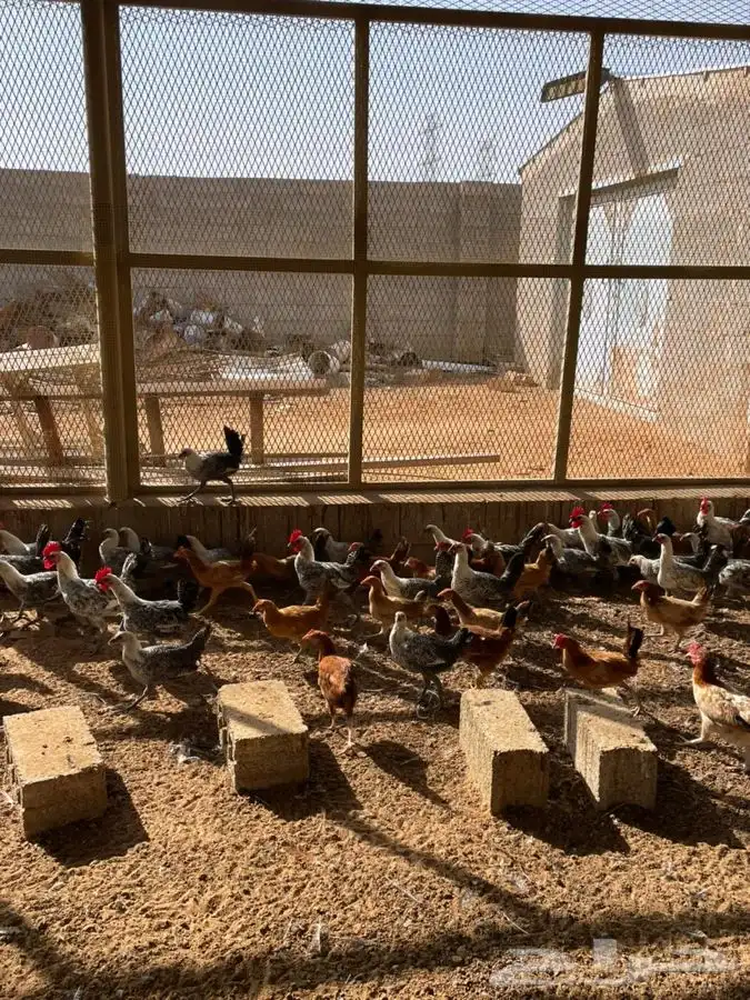 للبيع دجاج فيومي 3