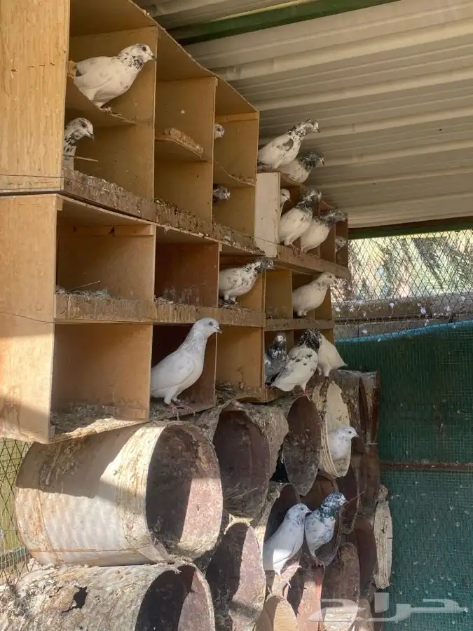 حمام هندي وبكستاني 0