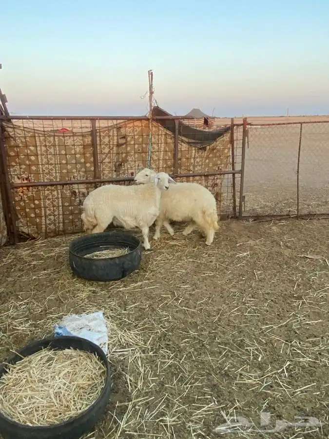 للبيع رخال طيبه العدد 2 1