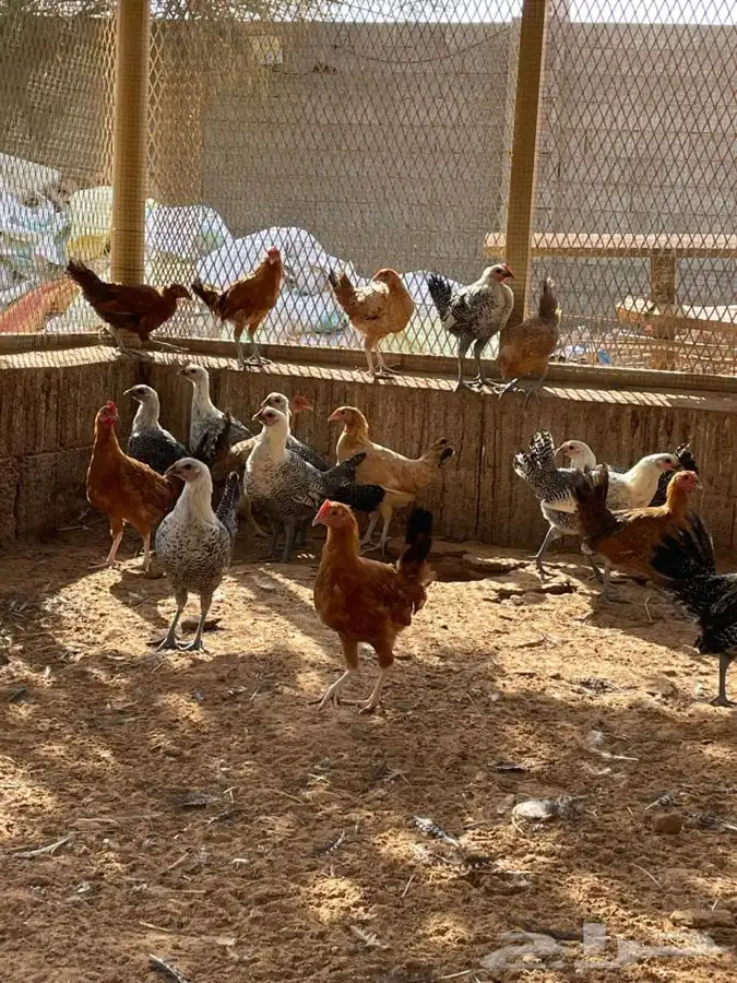 للبيع دجاج فيومي 1