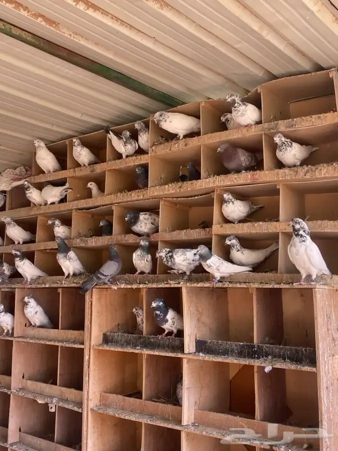 حمام هندي وبكستاني 1