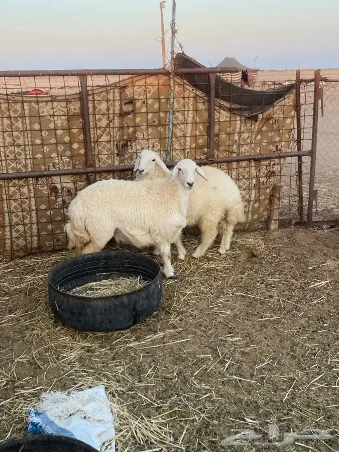 للبيع رخال طيبه العدد 2 0