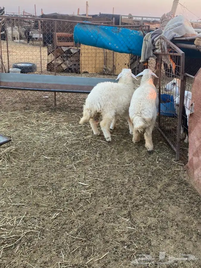 للبيع رخال طيبه العدد 2 2