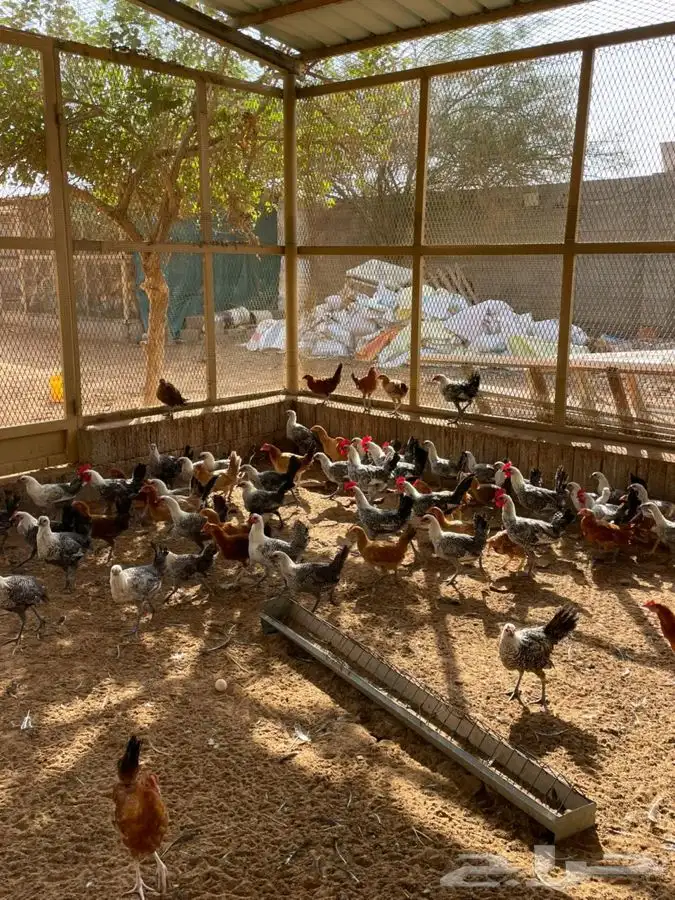 للبيع دجاج فيومي 0