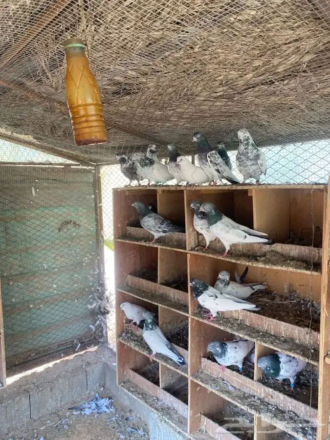 حمام هندي وبكستاني 2