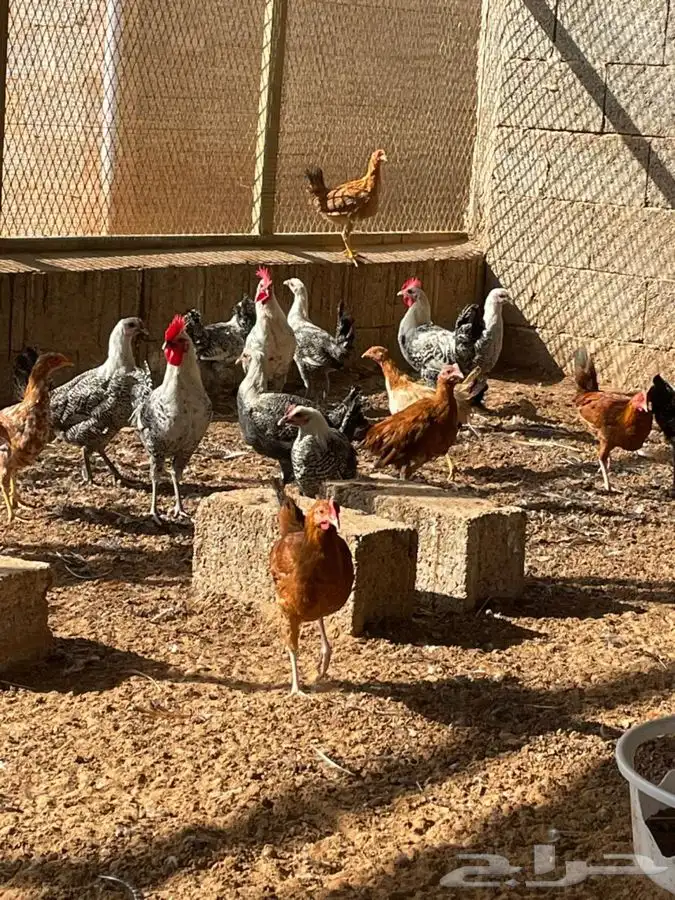 للبيع دجاج فيومي 2