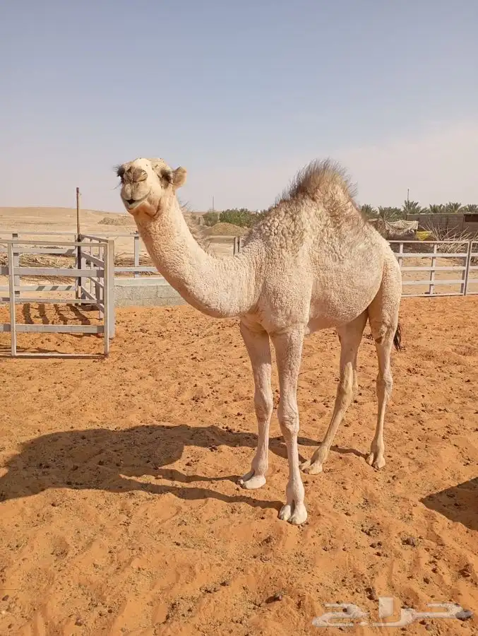 قعود لباني أشقح 3