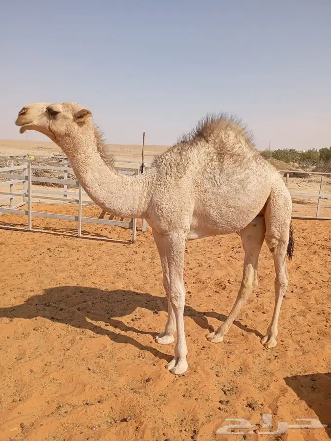 قعود لباني أشقح 2