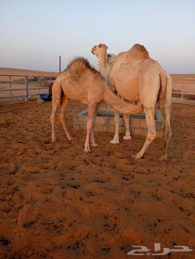 قعود لباني أشقح 5