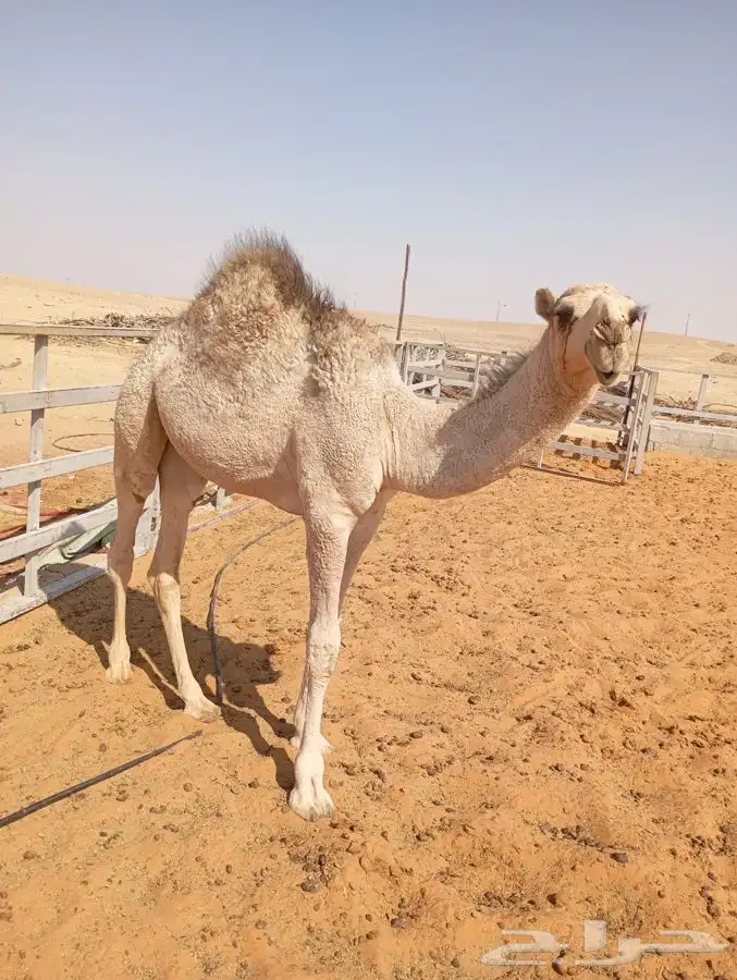 قعود لباني أشقح 1