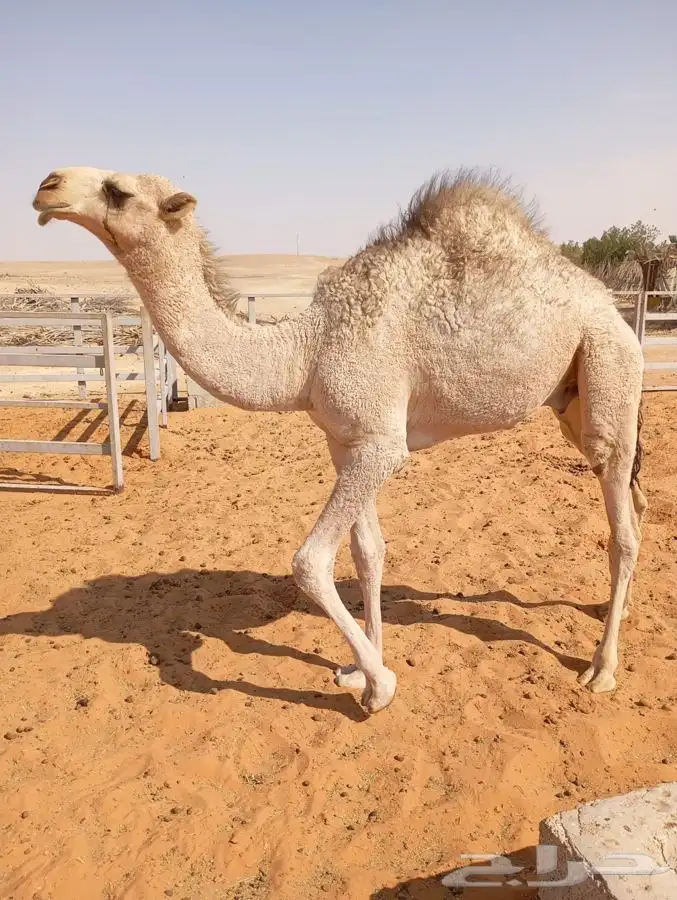 قعود لباني أشقح 0