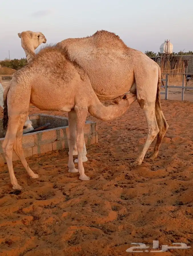 قعود لباني أشقح 4