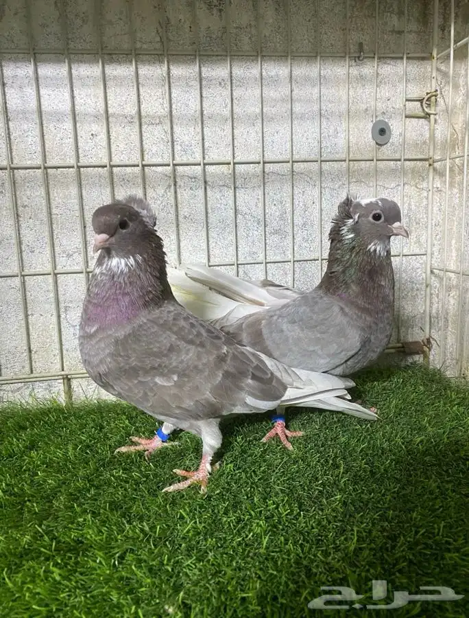 جوز قلاليب غاندي منقار صغير 0