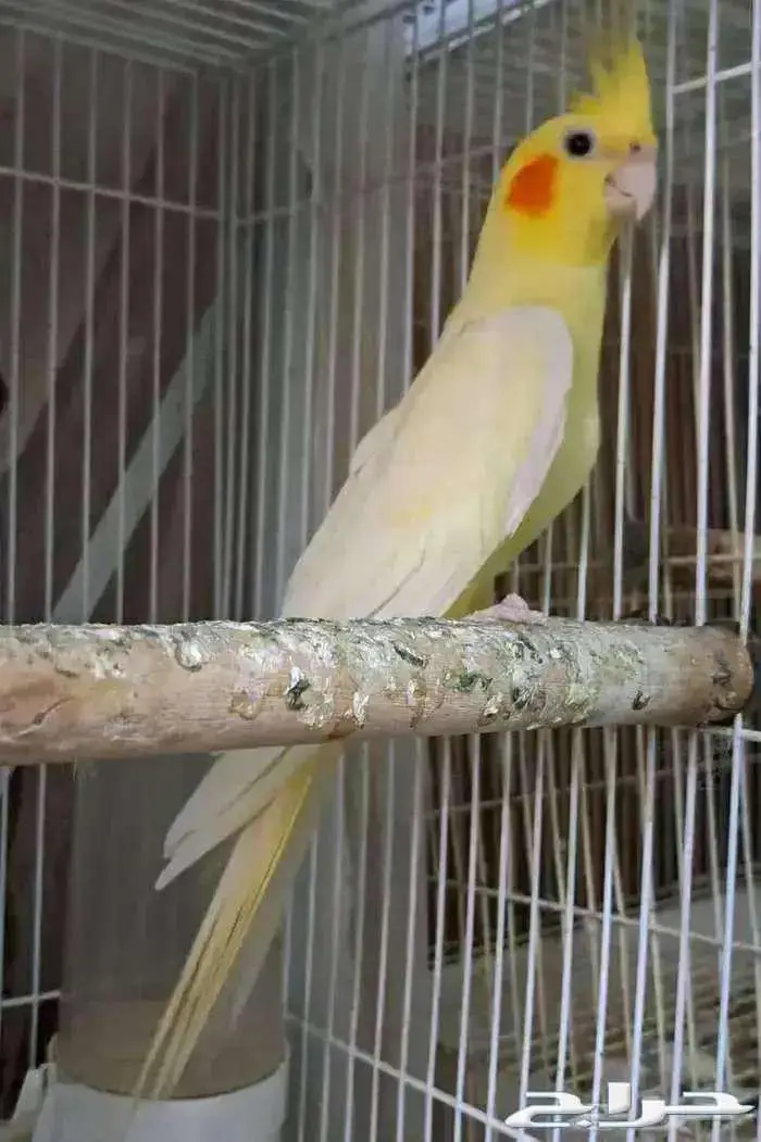 ذكر كروان لاتينو عيون حمر منتج 2