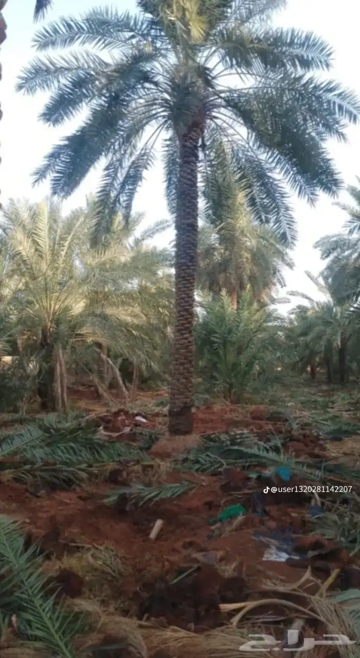 نخل للبيع جميع جميع الأنواع متوفره وجميع المقاسات.وكما يوجد 28