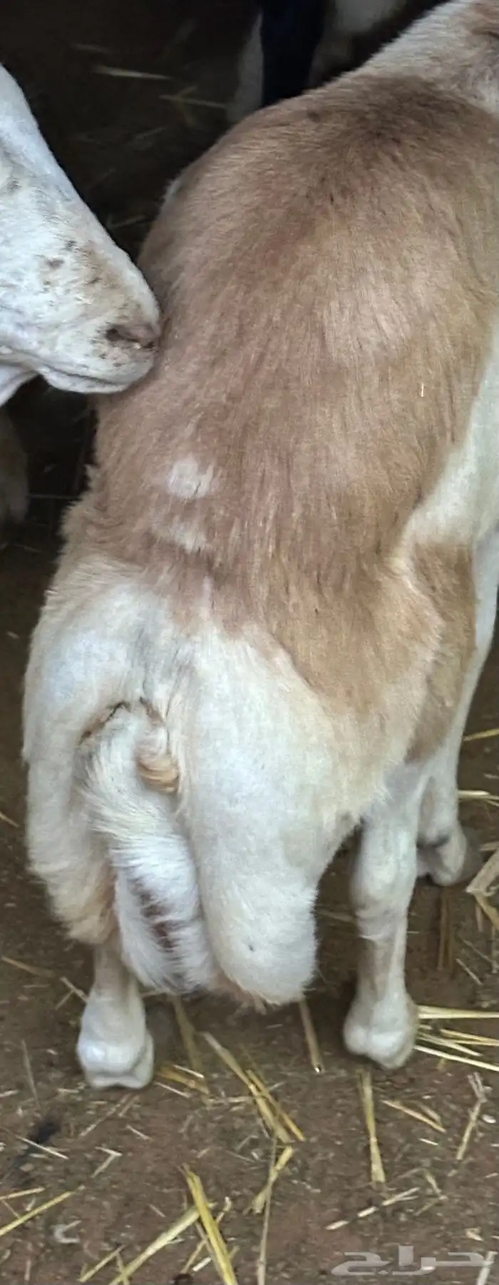 سواكن مرابي حمري 38