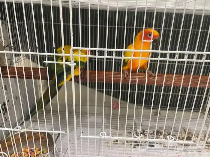 زوج صن كنيور 0