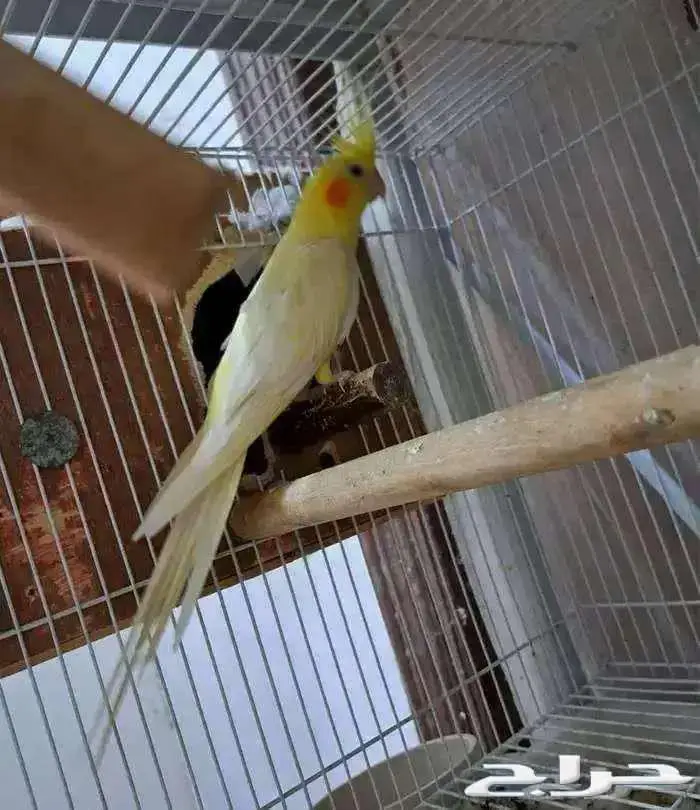 ذكر كروان لاتينو عيون حمر منتج 0