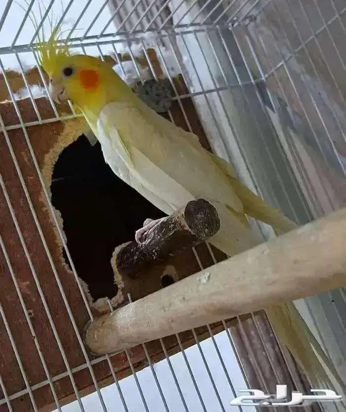 ذكر كروان لاتينو عيون حمر منتج 1