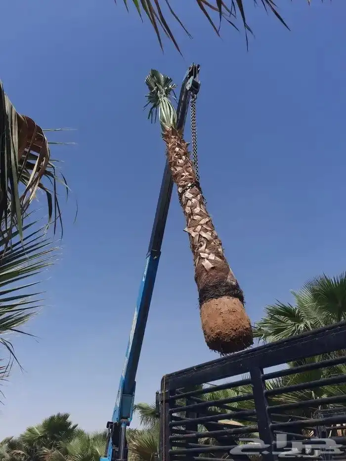 ابو ريتال لتوريد انخيل جميع المقاسات متوفره توريد وزراعة 7