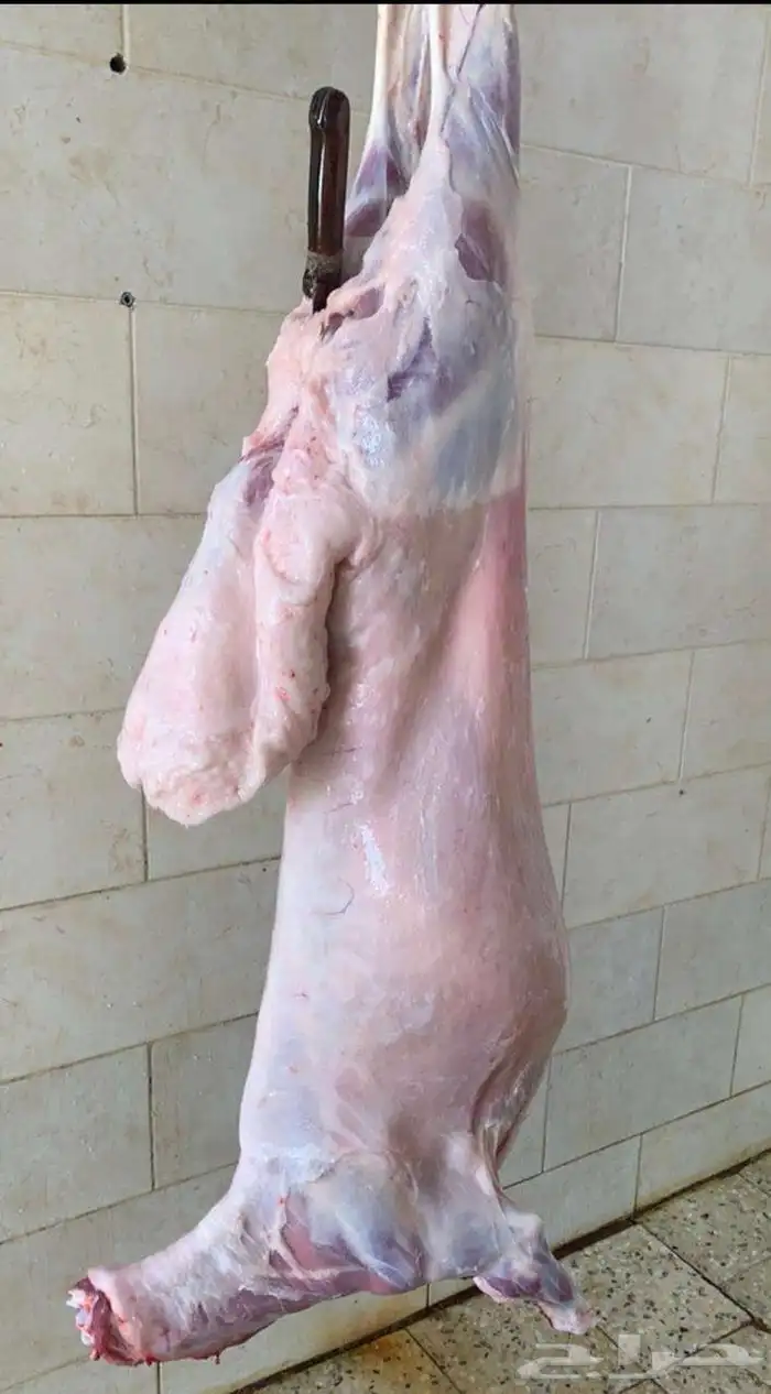 ذبايح الرس 9