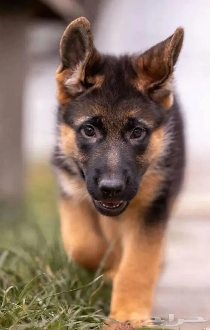 جراء جيرمن شيبرد الذاكبه جاهزه اليوم للاستيراد من روسيا 1